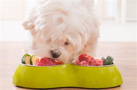  Dieta BARF Para Perros: Guia Completa Para Alimentar A Tu Perro Con Comida Natural 